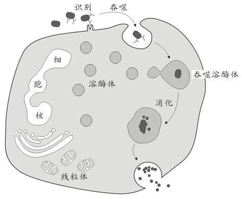 细胞吞噬