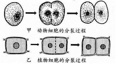 细胞分裂4